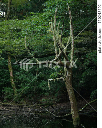 靜岡縣東伊豆町白津湖 130248392