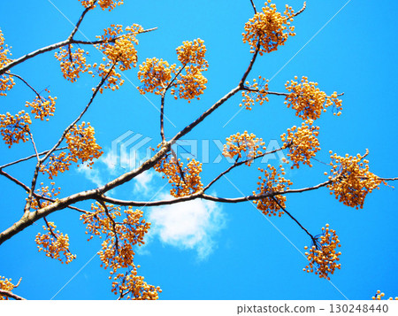 仙台水果和藍藍的天空景觀 仙台水果和藍藍的天空景觀 130248440