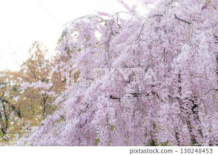 Weeping cherry blossoms at Hirosaki Castle in full bloom Weeping cherry blossoms at Hirosaki Castle in full bloom 130248453