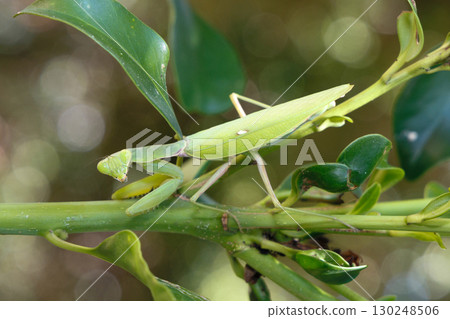 White-tailed Mantis White-tailed Mantis 130248506