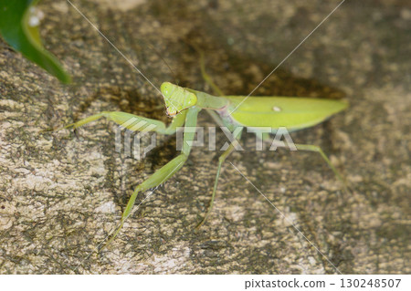 White-tailed Mantis White-tailed Mantis 130248507