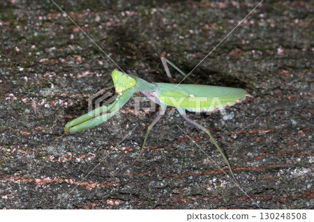 White-tailed Mantis 130248508