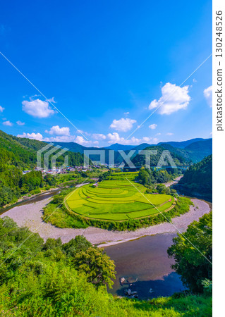 Rice terraces in late summer on Aragi Island, Wakayama Prefecture 130248526
