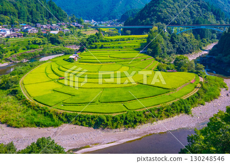 夏末的和歌山縣荒木島梯田 130248546
