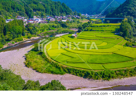 夏末的和歌山縣荒木島梯田 130248547
