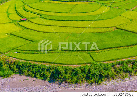 Rice terraces in late summer on Aragi Island, Wakayama Prefecture 130248563