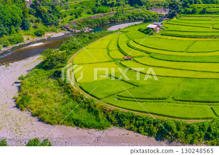 Rice terraces in late summer on Aragi Island, Wakayama Prefecture 130248565