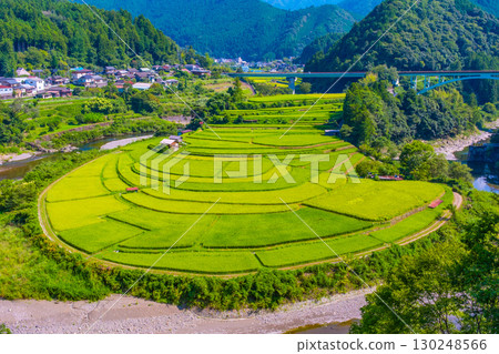 Rice terraces in late summer on Aragi Island, Wakayama Prefecture 130248566