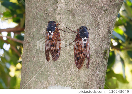 Abra Zemi stopping in a tree 130248649