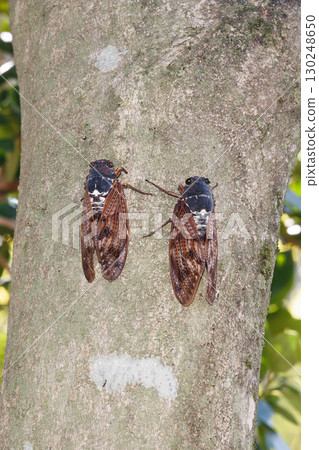 Abra Zemi stopping in a tree 130248650