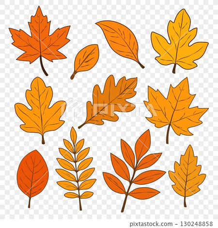 A set of autumn leaves of different shapes on a transparent background. A set of autumn leaves of different shapes on a transparent background. 130248858