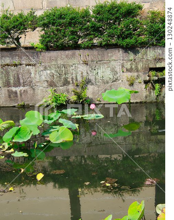 Lotus leaves floating in a pond 130248874