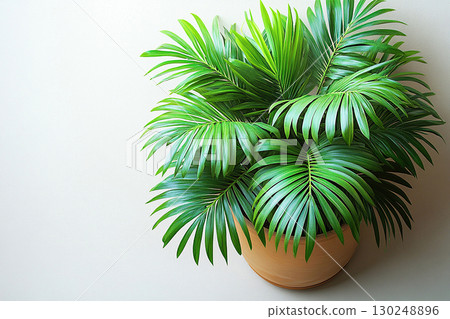 Modern plant-related marketing. Potted palm tree with wide, green leaves on a white background. Top view. Palm tree with fleshy leaves. 130248896