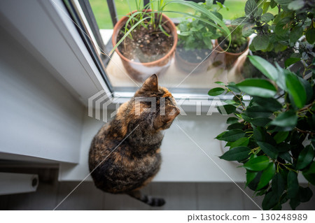 Curious calico cat sitting on windowsill at home, looking at potted plants outside, top view 130248989