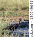 Red naped ibis or Indian black ibis or Pseudibis papillosa bird closeup or portrait at tal chhapar blackbuck sanctuary rajasthan india asia 130249041