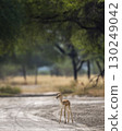 wild female blackbuck or antilope cervicapra or indian antelope fawn or baby at tal chhapar churu rajasthan india asia blackbuck standing on scenic forest track or road in natural green grassland 130249042