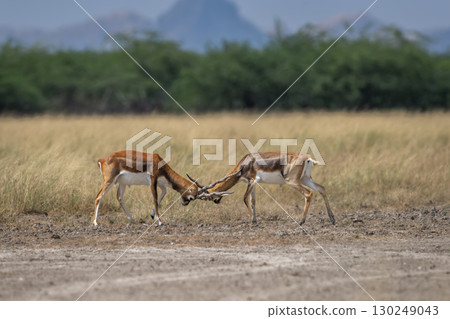 Two wild male blackbuck or antilope cervicapra or indian antelope in action fighting with force long horns open natural green grassland background velavadar National Park Bhavnagar gujrat india asia 130249043