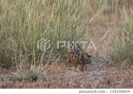 wild short eared owl or Asio flammeus bird closeup or portrait perched on ground in grassland region of forest during jungle safari in national park of india 130249044
