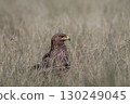 Wild Greater spotted eagle or Clanga clanga bird close up or portrait perched on ground in open grassland and winter season migration at tal chhapar blackbuck sanctuary churu rajasthan india 130249045