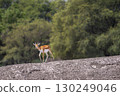 wild male blackbuck or antilope cervicapra or indian antelope fawn or baby at Blackbuck National Park Velavadar bhavnagar gujrat india asia blackbuck walking in natural green grassland 130249046