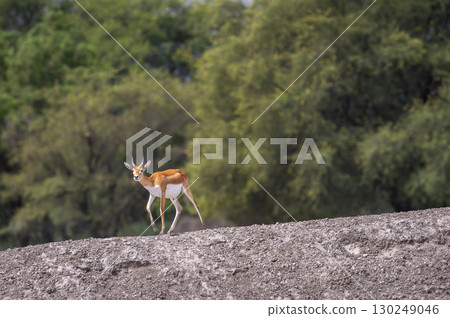 wild male blackbuck or antilope cervicapra or indian antelope fawn or baby at Blackbuck National Park Velavadar bhavnagar gujrat india asia blackbuck walking in natural green grassland wild male blackbuck or antilope cervicapra or indian antelope fawn or baby at Blackbuck National Park Velavadar bhavnagar gujrat india asia blackbuck walking in natural green grassland 130249046