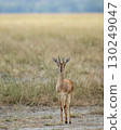 Chinkara or Indian gazelle or Gazella bennettii an Antelope close up or portrait with eye contact in safari natural green background at ranthambore national park tiger forest reserve rajasthan india 130249047