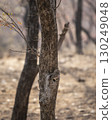 spotted owlet or Athene brama at ranthambore national park forest tiger reserve rajasthan india. owl perched on tree trunk in winter season safari 130249048