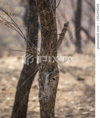 spotted owlet or Athene brama at ranthambore national park forest tiger reserve rajasthan india. owl perched on tree trunk in winter season safari spotted owlet or Athene brama at ranthambore national park forest tiger reserve rajasthan india. owl perched on tree trunk in winter season safari 130249048