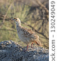 grey francolin or grey partridge or Francolinus pondicerianus close up or portrait in natural green background in jungle safari at Ranthambore national park forest tiger reserve rajasthan india asia 130249049