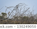 wild long billed pipit or brown rock pipit or Anthus similis bird perched on dry branch in winter season safari at forest national park of india 130249050