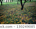 Fallen plums 130249085