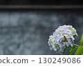 Hydrangeas blooming in front of the storehouse 130249086