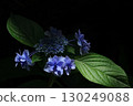 Sunlight shining on hydrangeas blooming in the shade 130249088