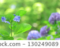 Hydrangeas in full light 130249089