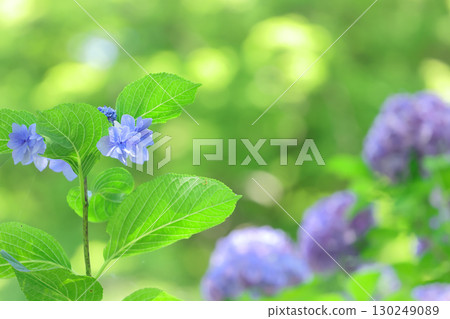 光線充足的繡球花 光線充足的繡球花 130249089