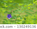 A single bellflower 130249136