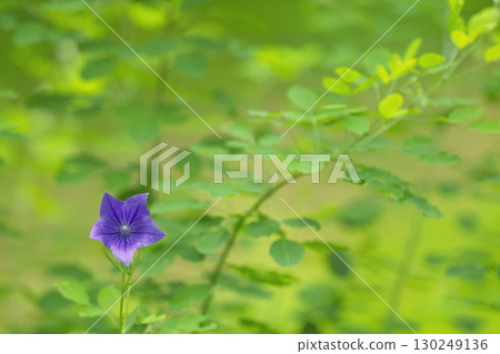 一朵風鈴草 一朵風鈴草 130249136