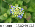 Hydrangea blooming first 130249138
