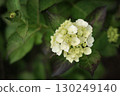 Looking down on hydrangeas 130249140