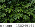 Yetde leaves 130249141