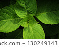 New leaves of hydrangea 130249143