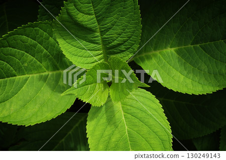 New leaves of hydrangea New leaves of hydrangea 130249143