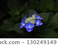 A single hydrangea blooming in the shade 130249149