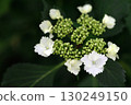 White hydrangeas beginning to bloom 130249150