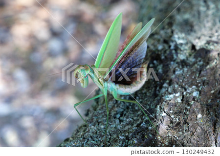 The threat of a large mantis 130249432