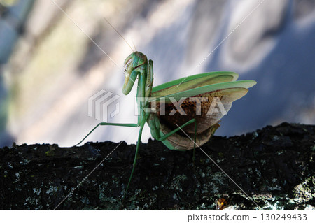 The threat of a large mantis 130249433