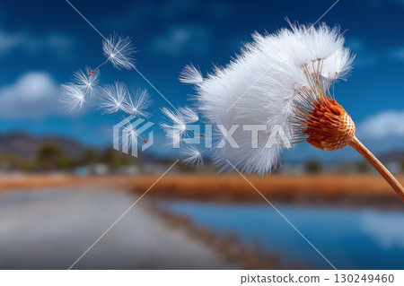 A dandelion blowing in the wind on a sunny day 130249460