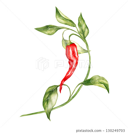 Hand-drawn illustration of a single red chili pepper on a curved stem with fresh green leaves Hand-drawn illustration of a single red chili pepper on a curved stem with fresh green leaves 130249703