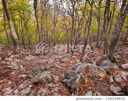 rocky path through the autumnal forest 130249838