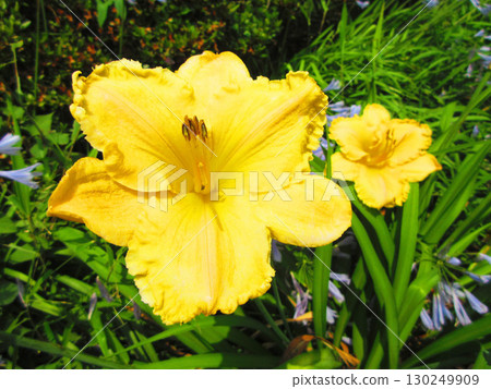 萱草(Hemerocallis)的美麗花景 萱草(Hemerocallis)的美麗花景 130249909
